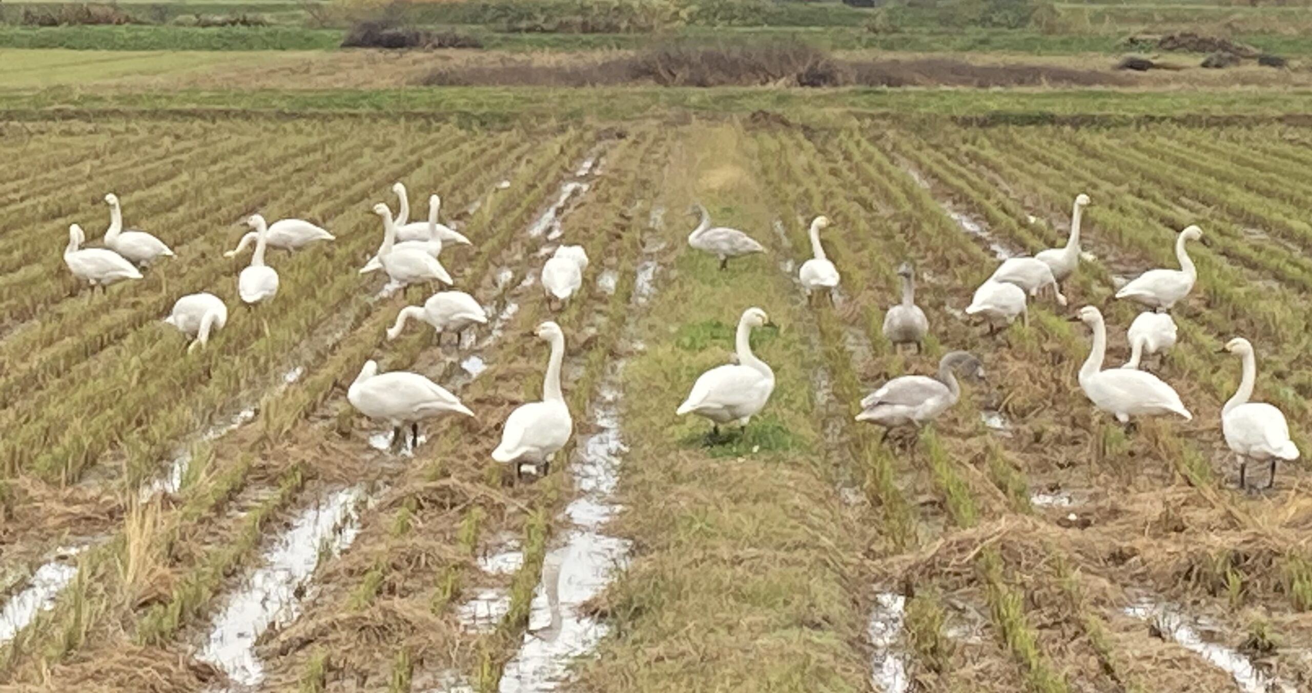 庄内平野で食事をする白鳥
