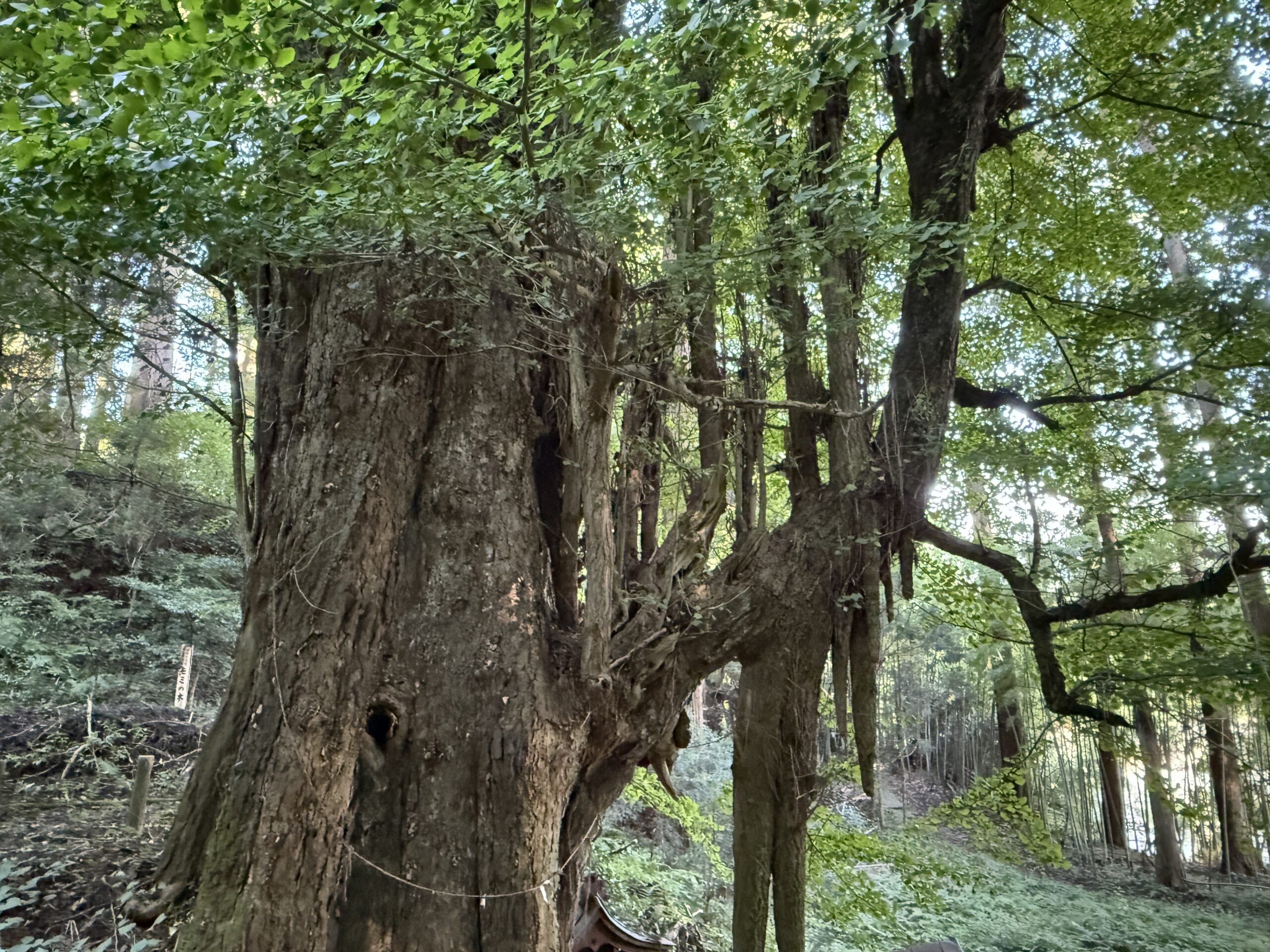 湯田川の乳イチョウ