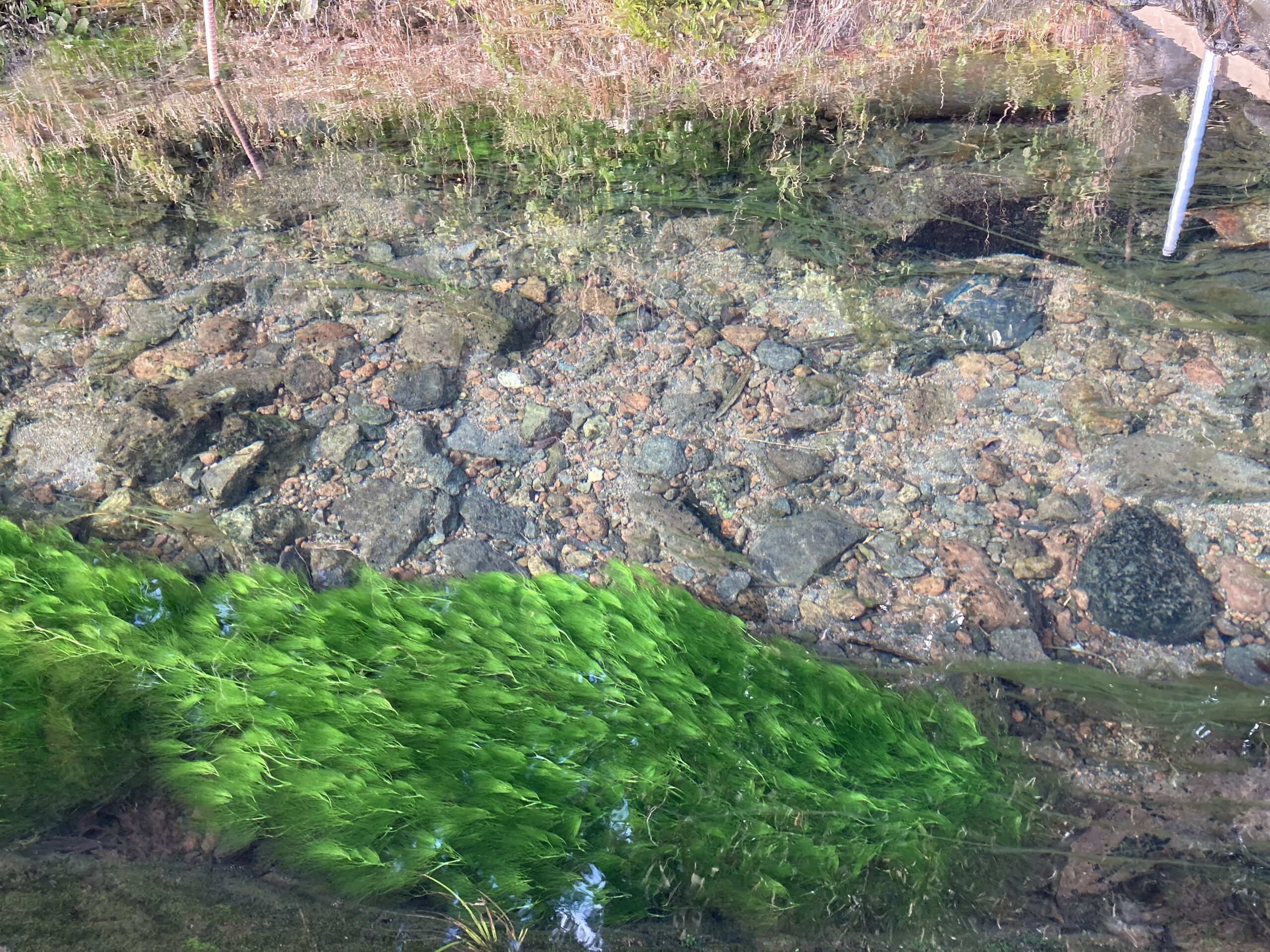 梅花藻の白い花咲く牛渡川