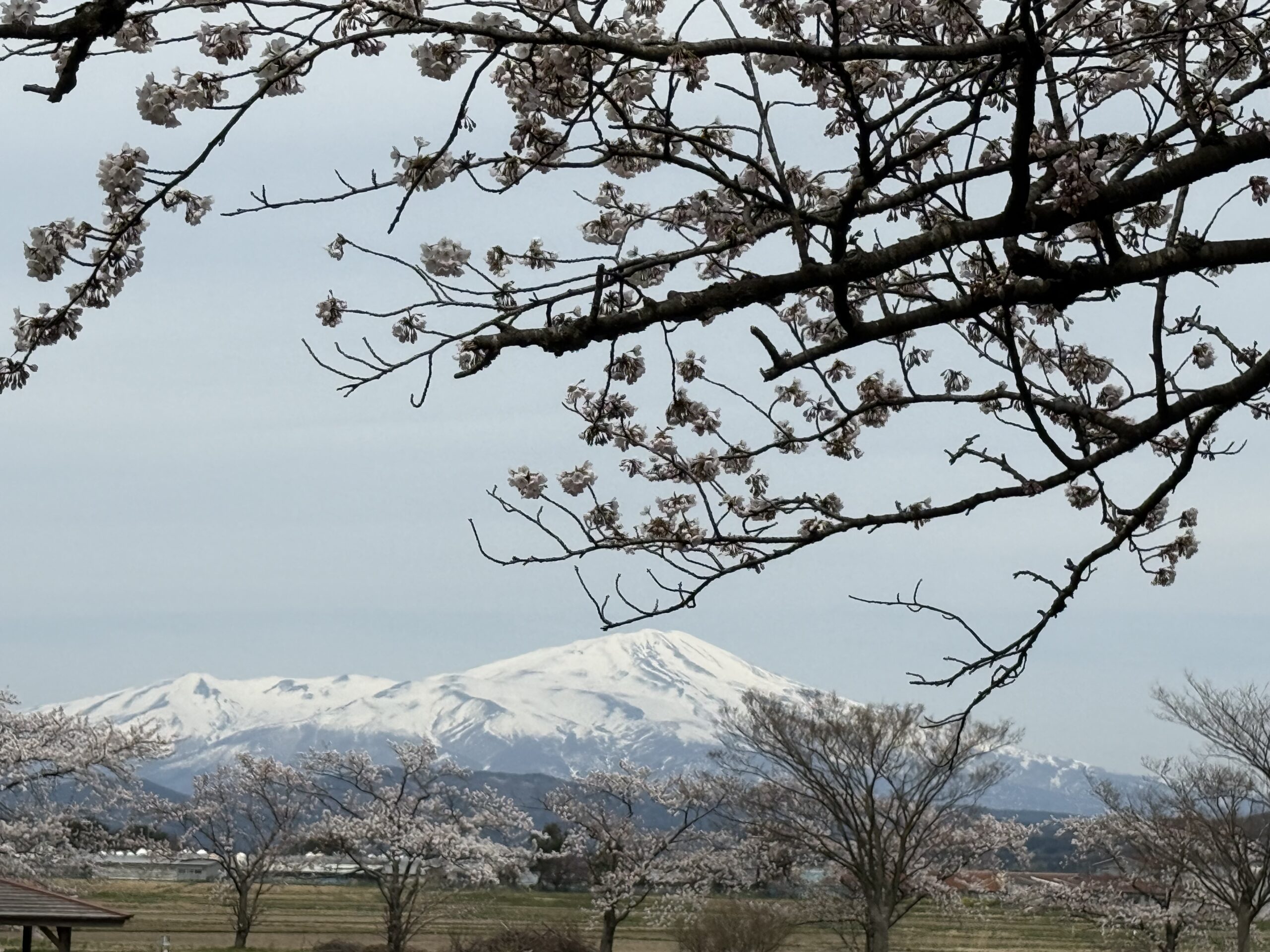 庄内町小出沼農村公園の桜