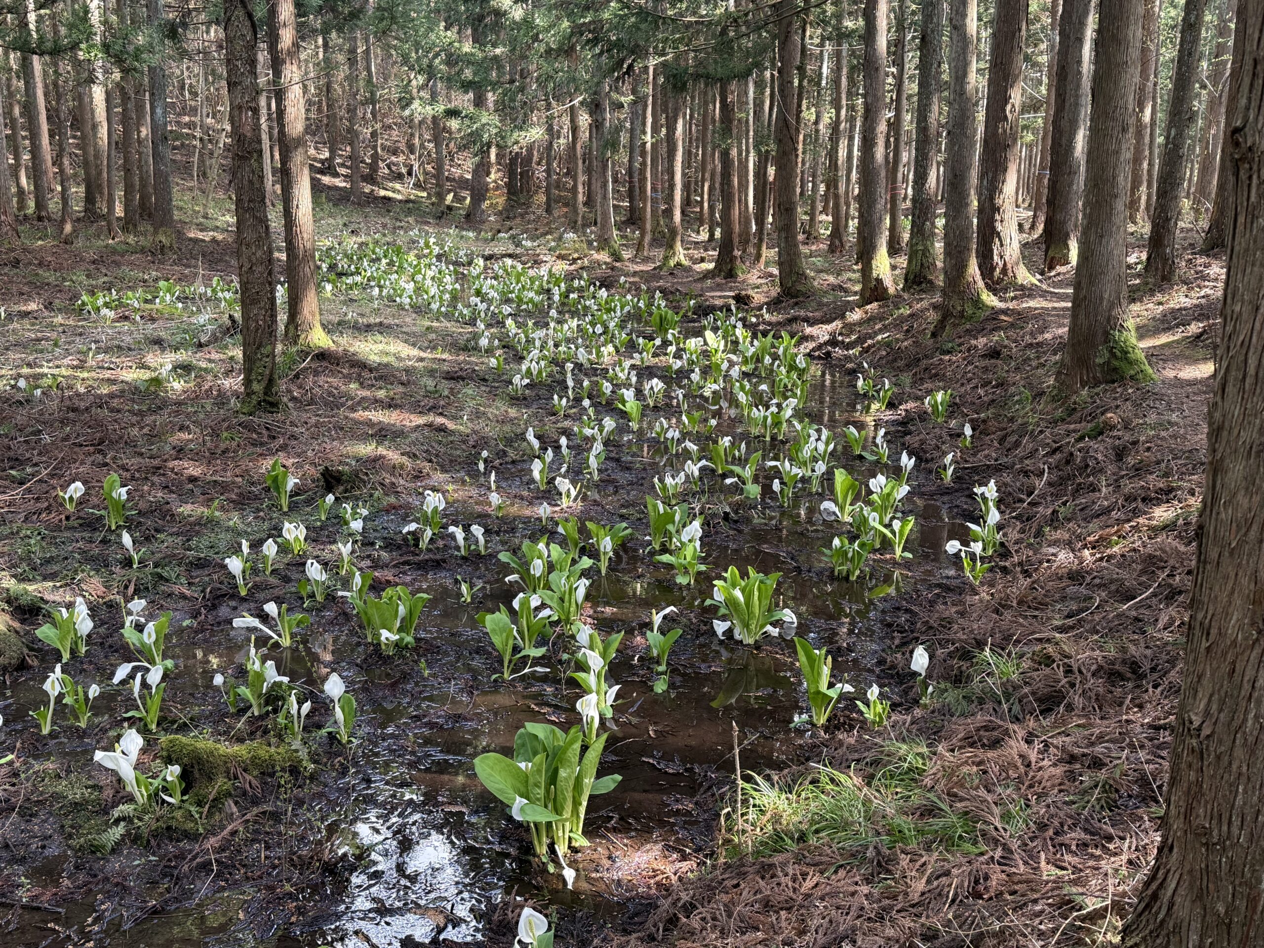 遊佐町鳥海山麓水芭蕉群生地